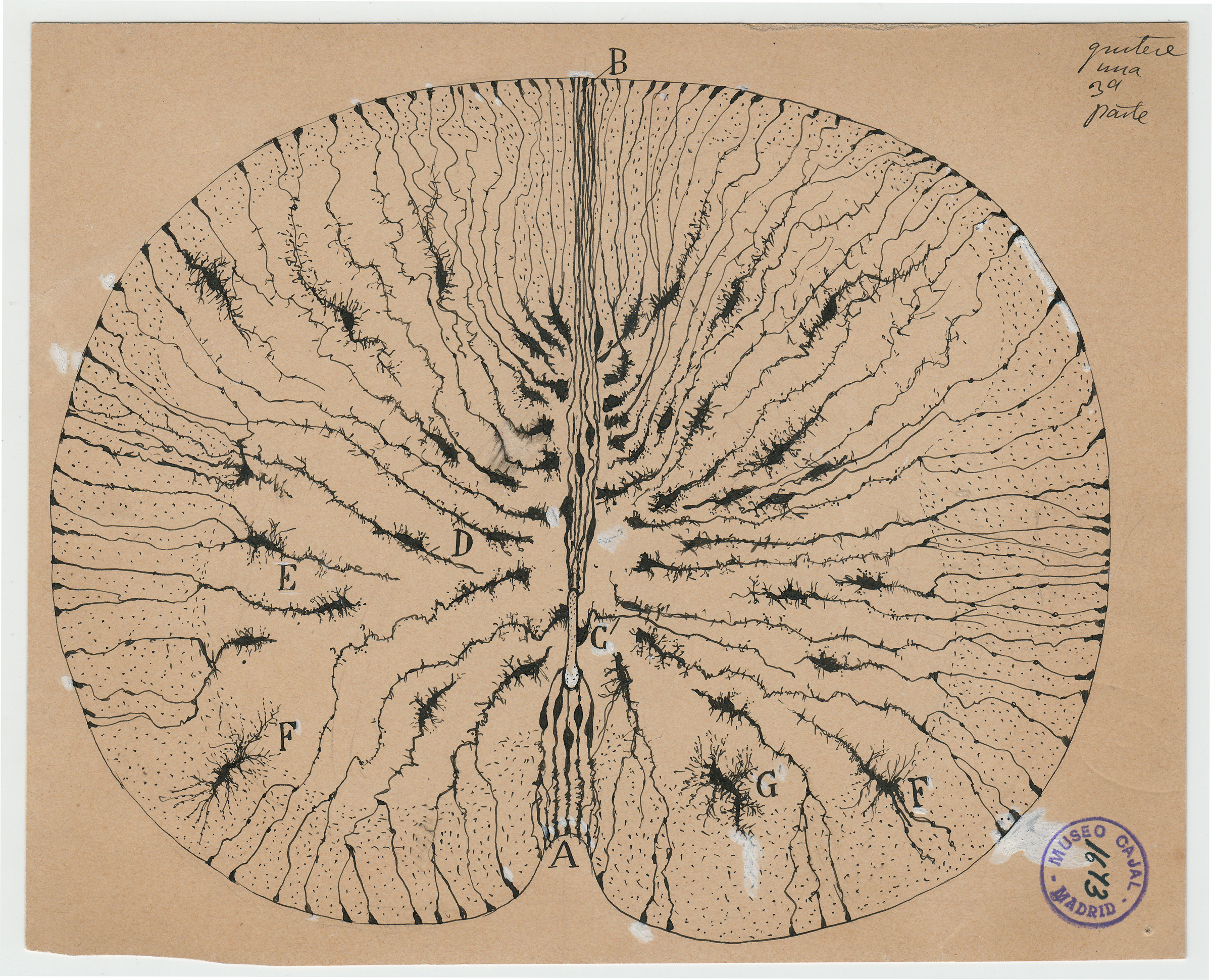 WAM_Cajal_m1673 Santiago Ramón y Cajal, glial cells of the mouse spinal cord, 1899, ink and pencil on paper. Courtesy of Instituto Cajal (CSIC).