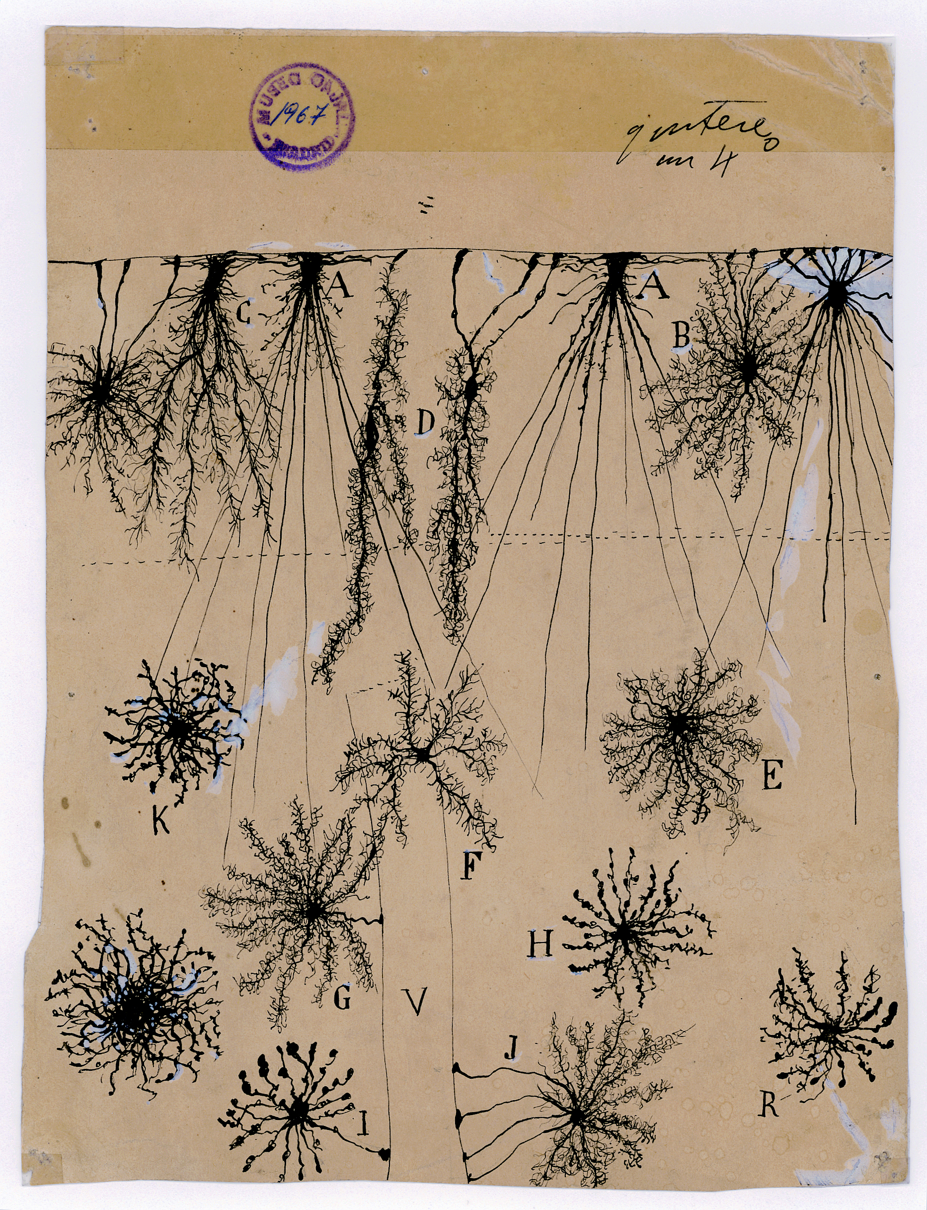 image description Santiago Ramón y Cajal, glial cells of the cerebral cortex of a child, 1904, ink and pencil on paper. Courtesy of Instituto Cajal (CSIC).
